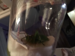 Paracyrtophyllus robustus