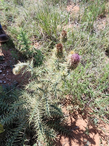 Image of Cirsium ochrocentrum by no rights reserved
