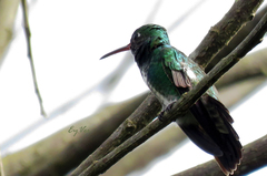 Trochilidae