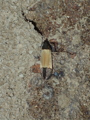 Anacampsis coverdalella
