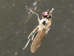 Hydrellia tritici