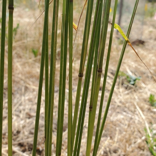Image of Elymus glaucus by no rights reserved