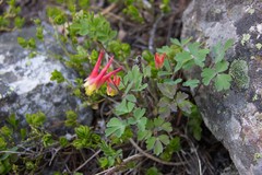 Aquilegia elegantula