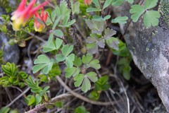Aquilegia elegantula
