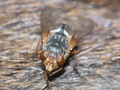 Calliphora augur