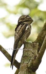 Nyctibius jamaicensis