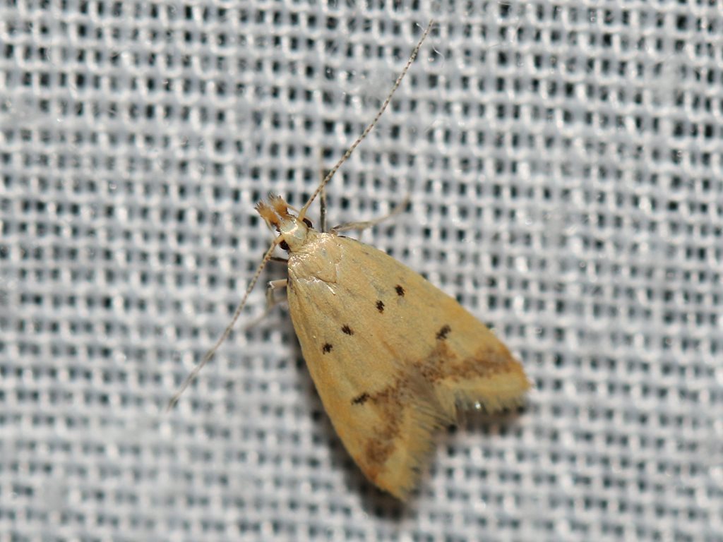 Atheropla crocea