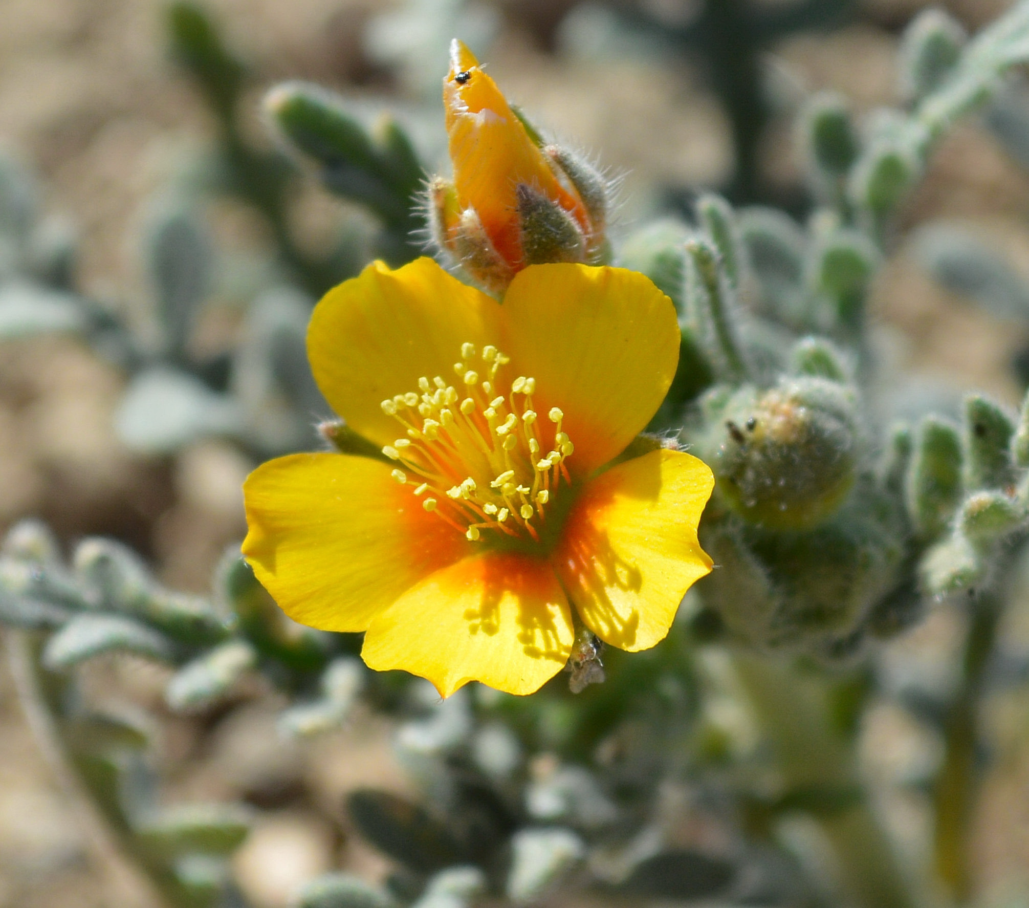 Mentzelia veatchiana