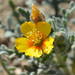 Veatch's Blazingstar - Photo (c) Don Davis, some rights reserved (CC BY-NC-ND)