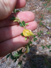 Rhynchosia cytisoides