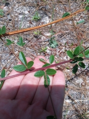 Rhynchosia cytisoides