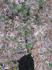 Rhynchosia cytisoides