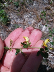 Rhynchosia cytisoides