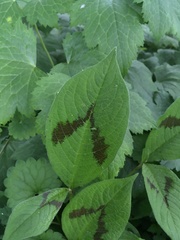 Persicaria