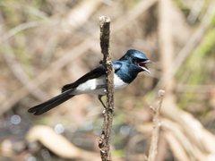 Myiagra cyanoleuca