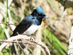 Myiagra cyanoleuca