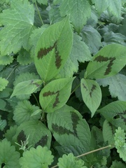Persicaria