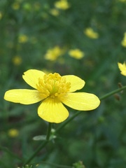 Ranunculus