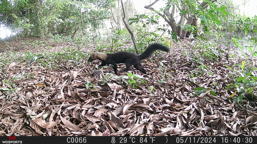 Tayra