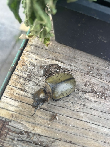 Eastern Hercules Beetle