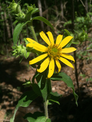 Silphium mohrii