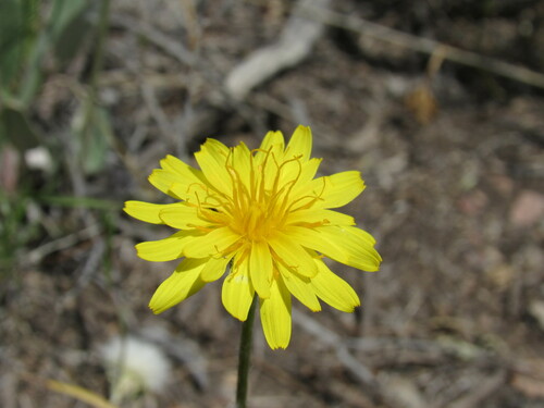 Image of Agoseris parviflora by (c) Anders Hastings, some rights reserved (CC BY)