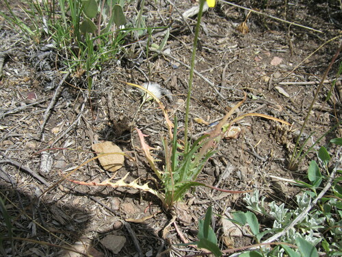 Image of Agoseris parviflora by (c) Anders Hastings, some rights reserved (CC BY)