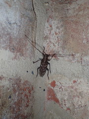 Monochamus carolinensis