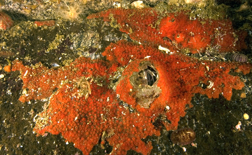 Hymetrochota