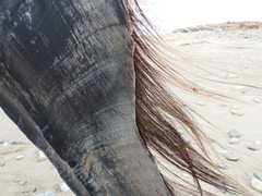 Eubalaena glacialis