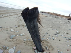 Eubalaena glacialis