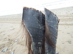Eubalaena glacialis