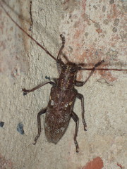 Monochamus carolinensis