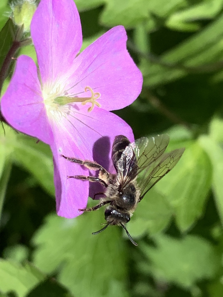 Colletidae