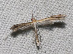 Stangeia xerodes