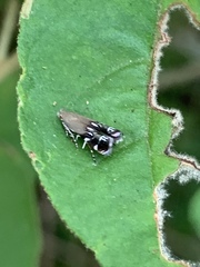 Anacampsis levipedella