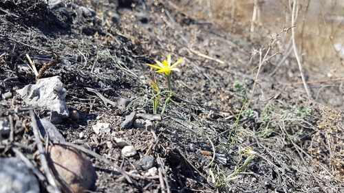 Gagea pauciflora (Turcz. ex Trautv.) Ledeb.