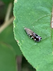 Anacampsis levipedella