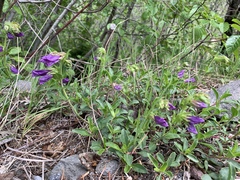 Penstemon cardwellii