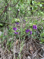 Penstemon cardwellii