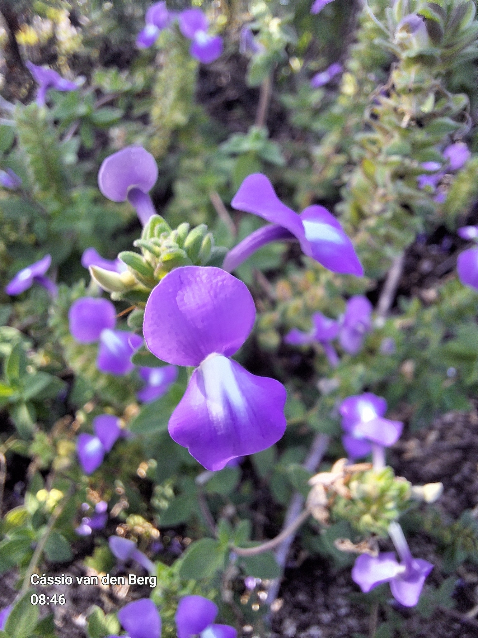 Matourea crenata