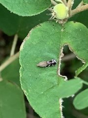 Anacampsis levipedella
