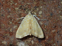 Glaphyria glaphyralis