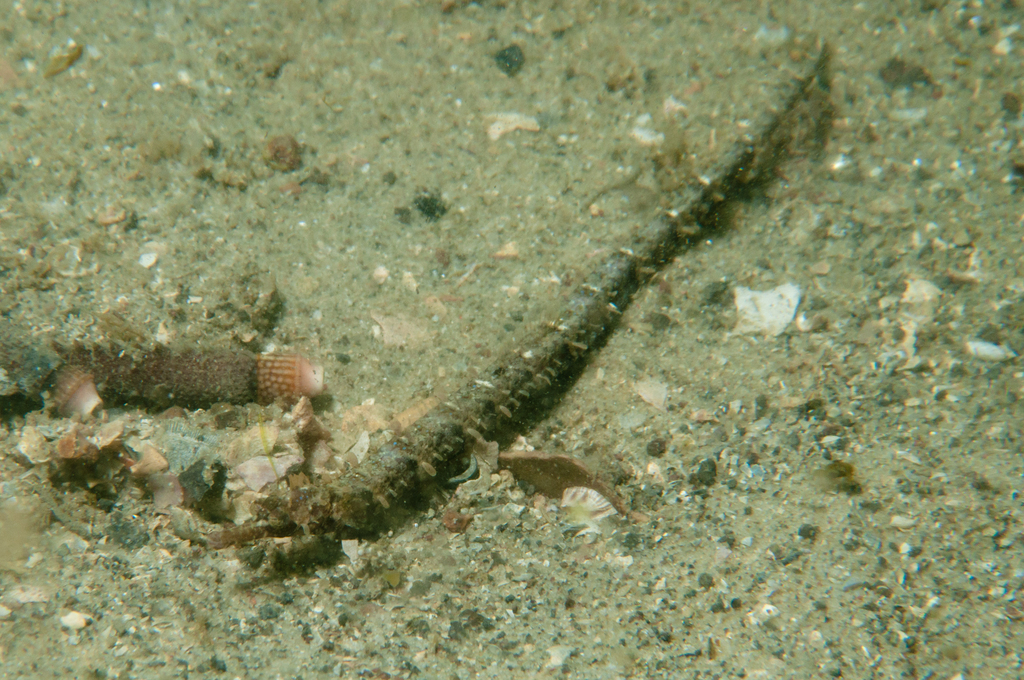 Girdled pipefish (Festucalex cinctus) — Syngnathidae