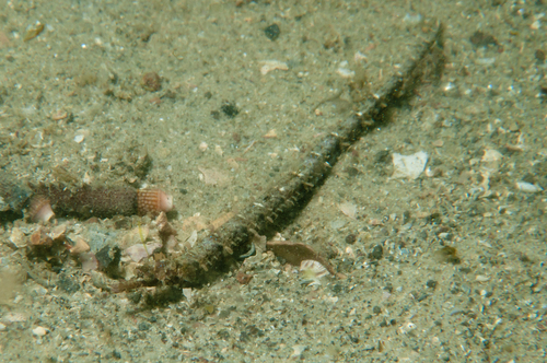 Gegordelde zeenaald (Festucalex cinctus) — Syngnathidae