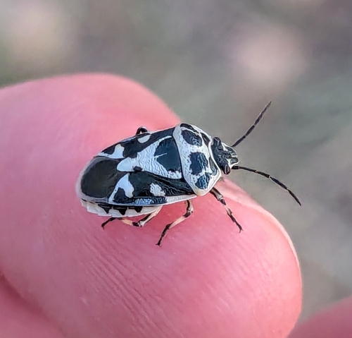 red cabbage bug