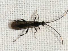 Austroserphus albofaciatus