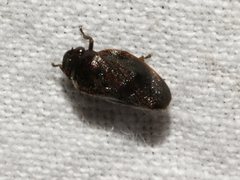 Cercopicesa tasmaniae