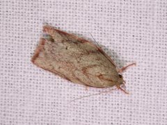 Euchaetis inceptella