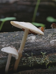 Oxyporus lateralis